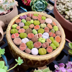 Pack of 20 Live Small Exotic Lithops Live Plants | Perfect for Lithops Starter, Great Terrarium Addition | Bare Root Without Soil or Pot, Easy to Grow and Ideal for Indoor/Outdoor Display
