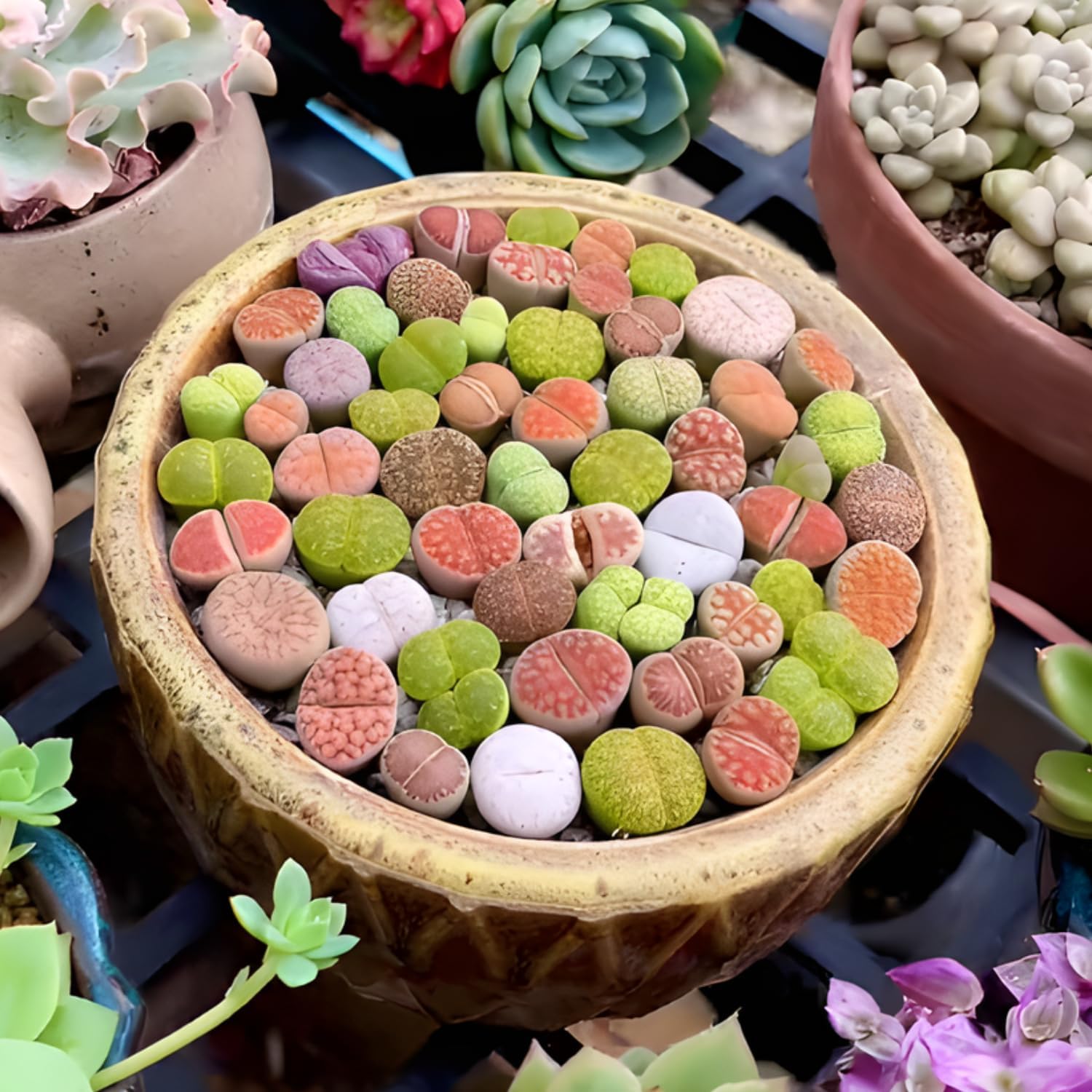 Pack of 20 Live Small Exotic Lithops Live Plants | Perfect for Lithops Starter, Great Terrarium Addition | Bare Root Without Soil or Pot, Easy to Grow and Ideal for Indoor/Outdoor Display