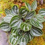 Peperomia Watermelon Live Plant, 4'' Inch Pot, Easy-Care Peperomia Live Indoor Houseplant, Attractive Peperomia Argyreia Plant for Home & Office Décor
