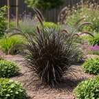 2 Black Fountain Grass Live Plant, 4 Inch Tall Fountain Grass, Low Maintenance, Fast Growing Perennial Ornamental Grasses for Gardens