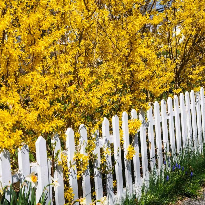 2 Lynwood Gold Forsythia Live Plant – 10 to 12 Inch Tall | Hardy Outdoor Flowering Shrub with Brilliant Yellow Blooms | Fast-Growing Live Hedge or Border Plant