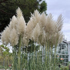 White Pampas Grass Plants, Live Pampas Perennial Grasses, 4 Inch Tall Starter, Ornamental Grass for Outdoor Garden Landscaping