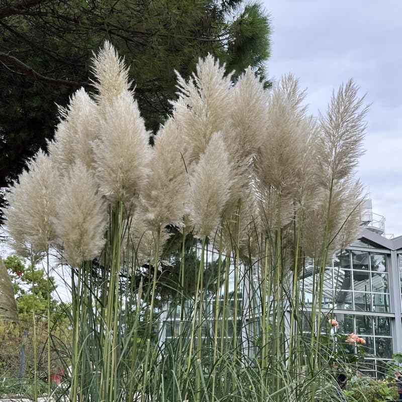 White Pampas Grass Plants, Live Pampas Perennial Grasses, 4 Inch Tall Starter, Ornamental Grass for Outdoor Garden Landscaping