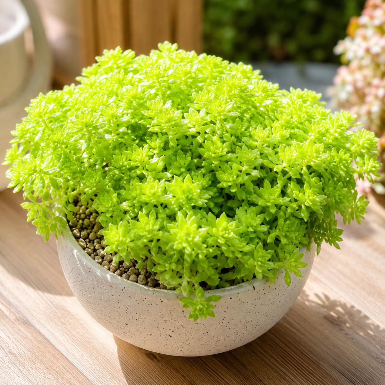 2 Sedum Dasyphyllum Major Succulent Plants, 4 Inch Pot Sedum Plant Live, Hardy, Easy Care Indoor Houseplant, Ideal for Home Décor & Gifts