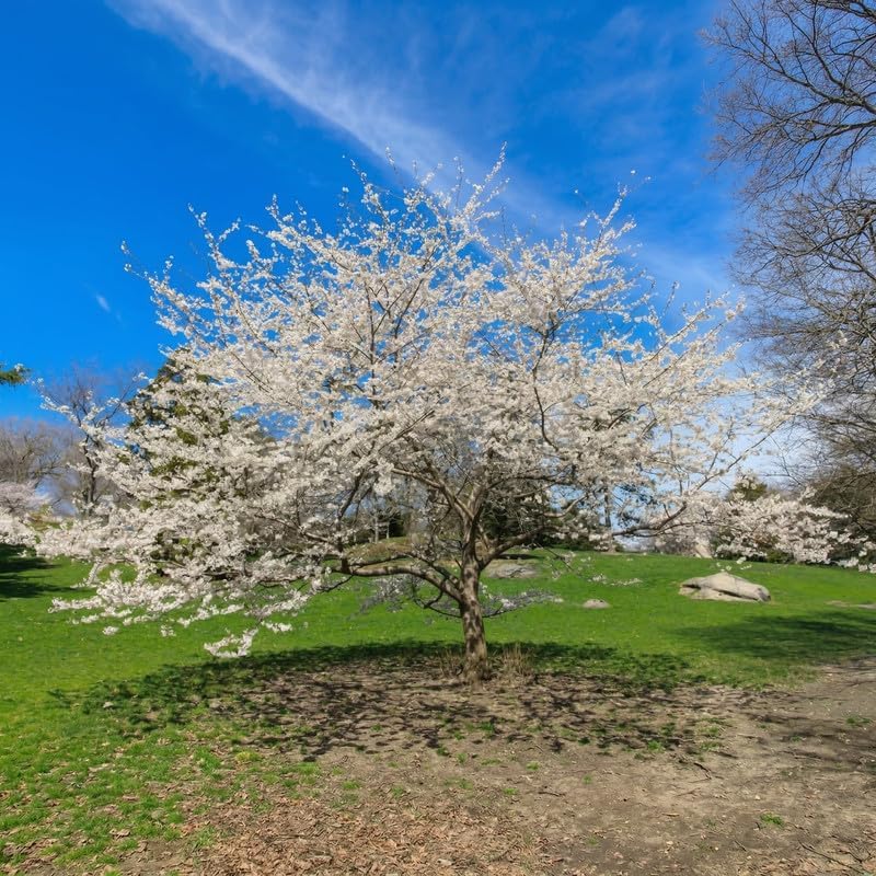 2 Snowgoose Cherry Blossom Tree Plant, 6-12 Inch Tall, Easy Care, Hardy Ornamental Flowering Cherry Tree, Ideal for Yard, Garden & Landscape