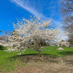2 Snowgoose Cherry Blossom Tree Plant, 6-12 Inch Tall, Easy Care, Hardy Ornamental Flowering Cherry Tree, Ideal for Yard, Garden & Landscape