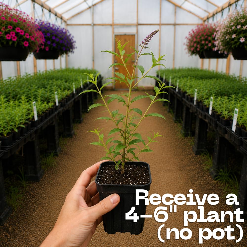 Black Knight Butterfly Bush Live Plant, 4-6 Inch Tall Starter, Deep Purple Flowering Shrub for Backyard and Garden Rows