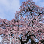 Weeping Cherry Tree Live Plant, 6-12 Inch Tall Starter Plant, Japanese Cherry Blossom Tree, Easy Care Flowering Tree for Planting Outdoors