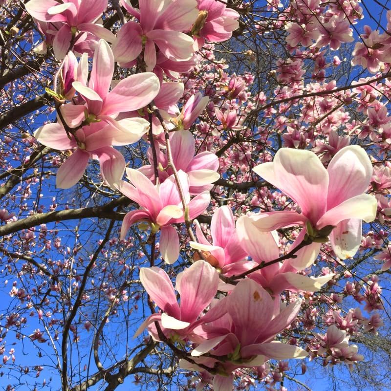 2 Jane Magnolia Plants Live | Jane Magnolia Tree Live Plant for Outdoor Growing | 8–12 Inches Tall Rooted Cuttings | Ideal for Garden Planting and Landscape Use