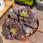 Live Succulent Echeveria Chroma, 2 Inch Pot Rare Succulent Plant Live, Easy Care, Beautiful Vibrant Color for Indoor Décor, Desk & Small Spaces