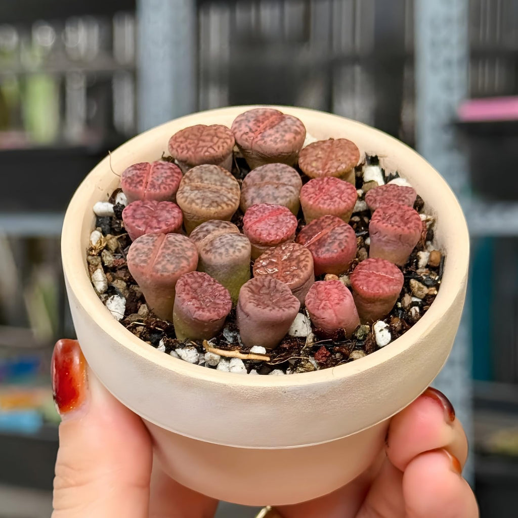 Pack of 20 Live Small Exotic Lithops Live Plants | Perfect for Lithops Starter, Great Terrarium Addition | Bare Root Without Soil or Pot, Easy to Grow and Ideal for Indoor/Outdoor Display