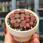 Pack of 20 Live Small Exotic Lithops Live Plants | Perfect for Lithops Starter, Great Terrarium Addition | Bare Root Without Soil or Pot, Easy to Grow and Ideal for Indoor/Outdoor Display