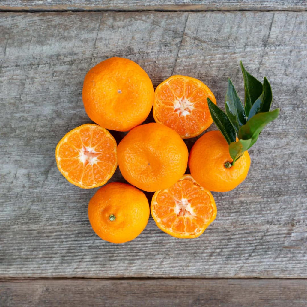 Hamlin Orange Tree for Planting | 2.5–3 Ft Live Citrus Plant | Easy-Grow Edible Fruit Tree for Home Gardens & Patios | No Ship to CA,HI,AK