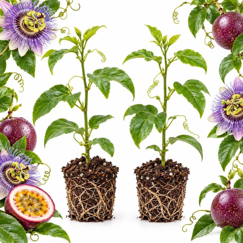 2 Purple Passion Fruit Plant Live, 3-5 Inch Tall Passion Fruit Tree