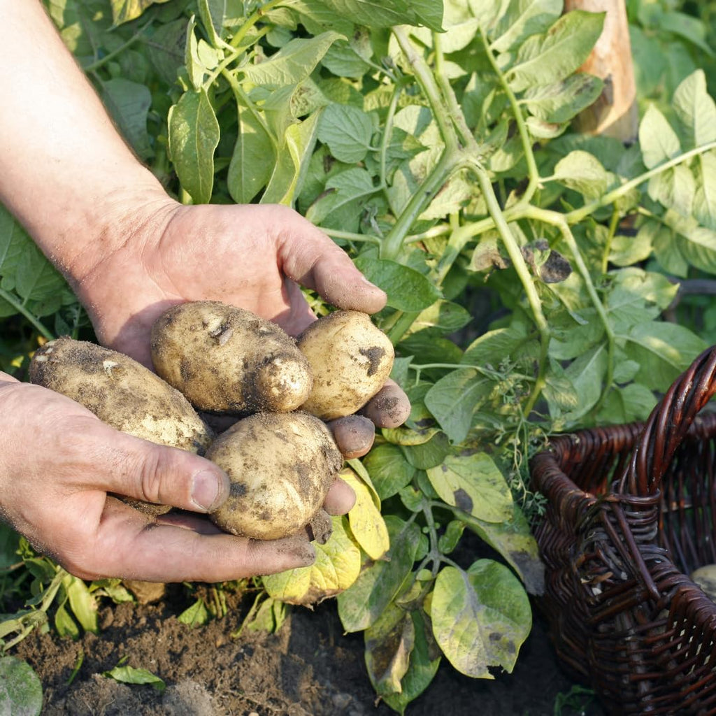 Seed Potatoes Mix - Red - Russet - Yukon Gold, 2 Lbs, Non GMO, Easy To Grow, Heirloom Potato Seeds for Planting Outdoors