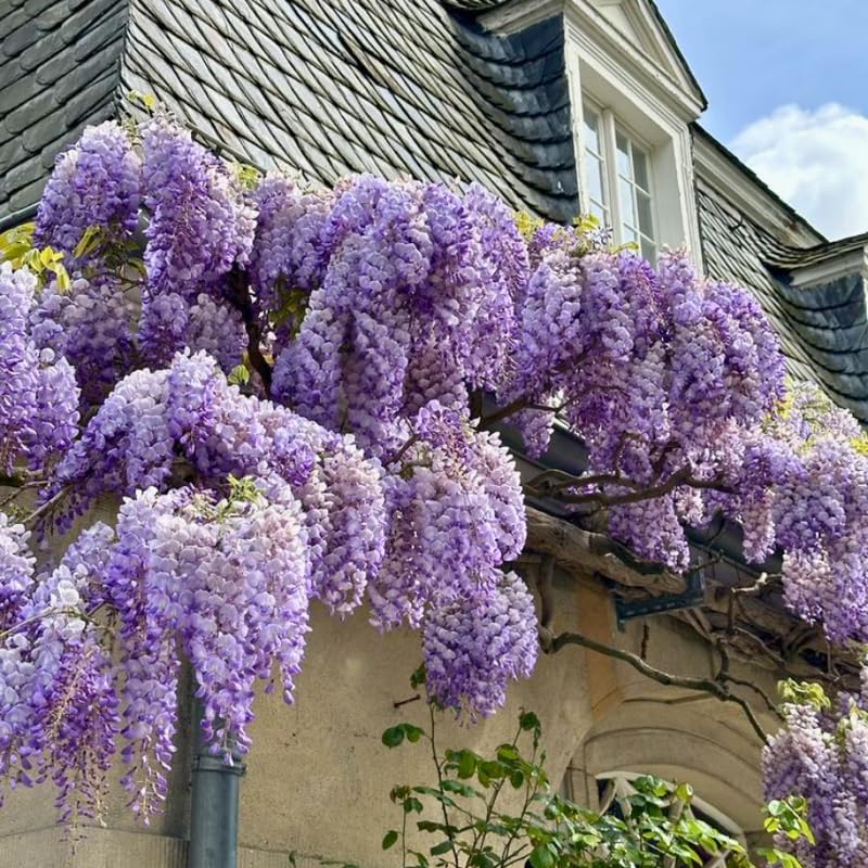 5 Purple Wisteria Live Plant 12-24 Inch, Amethyst Wisteria with Purple Blooms, Fast-Growing Fragrant Flowering Vine, Perfect for Home Décor & Garden Entrances