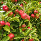(No Ship to CA, HI, AK) Apple Tree Live Plant in 3 Gallon Pot, Fast Growing Zestar Apple Trees Live Plants Ready to Fruit, Perfect for Home Backyard and Garden