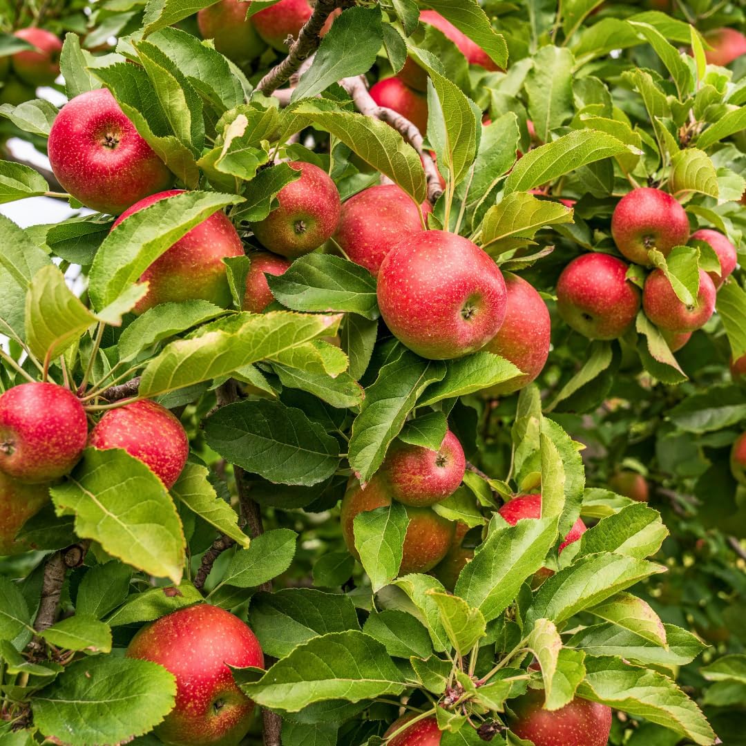 (No Ship to CA, HI, AK) Apple Tree Live Plant in 3 Gallon Pot, Fast Growing Zestar Apple Trees Live Plants Ready to Fruit, Perfect for Home Backyard and Garden
