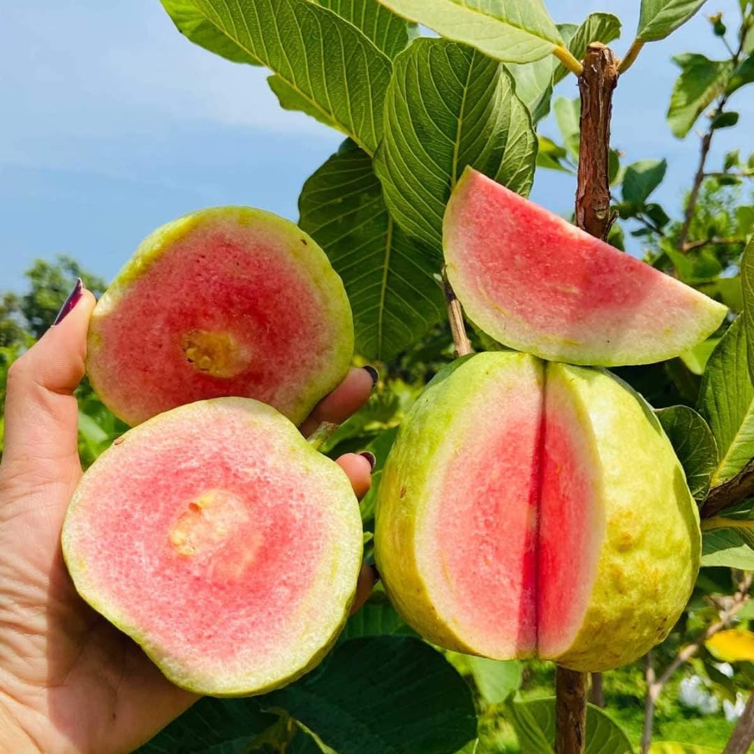 2 Count Pink Guava Tree Live Plant | Tropical Fruit Tree | Home Garden | 4-6 Inch Young Guava Plants | Easy to Grow & Fruiting