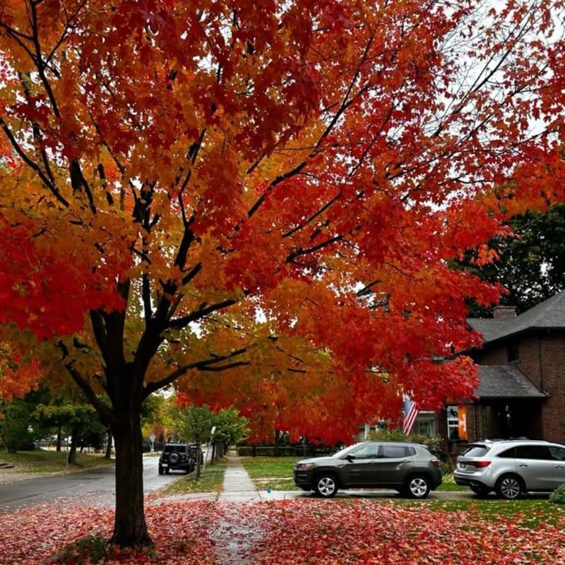 10 Black Gum Native Tree Live Seedling 1–2 Ft | Sweet Gum Outdoor Tree for Yard & Garden Planting | Hardy Shade Tree with Brilliant Fall Foliage | Ideal for Landscaping, Parks & Home Gardens