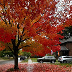 10 Black Gum Native Tree Live Seedling 1–2 Ft | Sweet Gum Outdoor Tree for Yard & Garden Planting | Hardy Shade Tree with Brilliant Fall Foliage | Ideal for Landscaping, Parks & Home Gardens