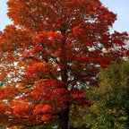 10 Black Gum Native Tree Live Seedling 1–2 Ft | Sweet Gum Outdoor Tree for Yard & Garden Planting | Hardy Shade Tree with Brilliant Fall Foliage | Ideal for Landscaping, Parks & Home Gardens