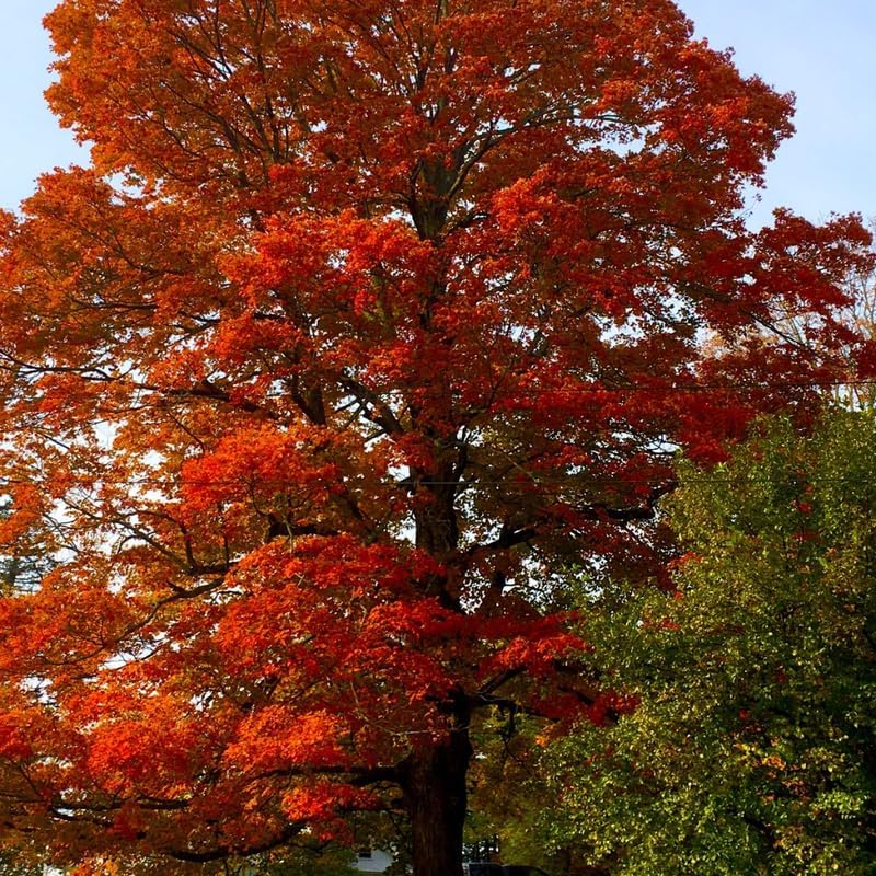 10 Black Gum Native Tree Live Seedling 1–2 Ft | Sweet Gum Outdoor Tree for Yard & Garden Planting | Hardy Shade Tree with Brilliant Fall Foliage | Ideal for Landscaping, Parks & Home Gardens