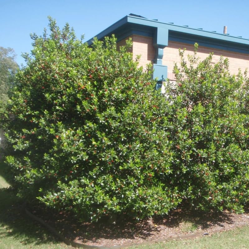 Live Nellie R. Stevens Holly Tree | 1 Quart Container | Cold-Hardy Evergreen Hedge - Well-Rooted Large Starter Shrub for Outdoor Landscapes