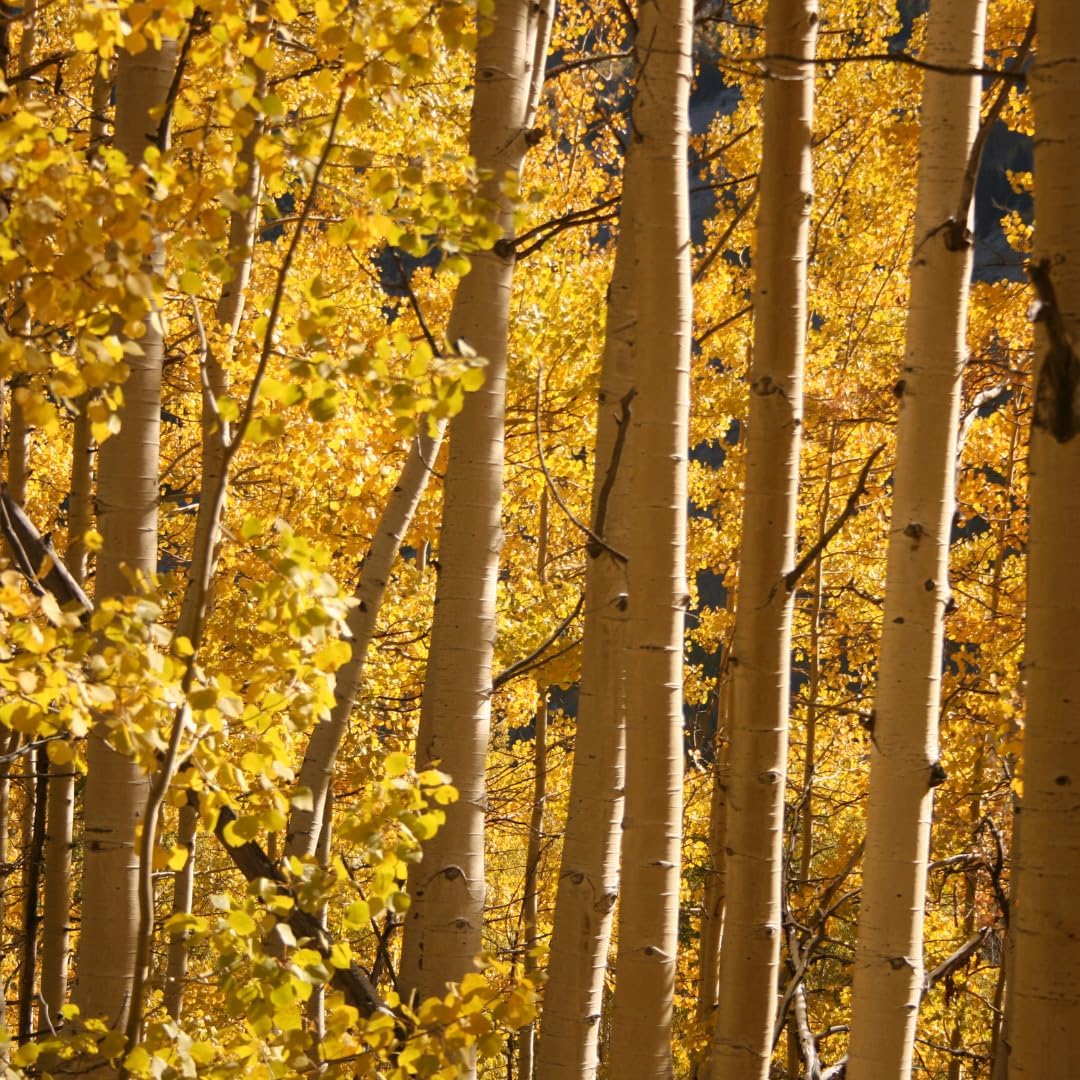 2 Quaking Aspen Tree, 4-6" Tall Plant, Low Maintenance Fast Growing Shade Tree for Homeowners, Cold-Hardy Shrub with Golden Autumn Foliage