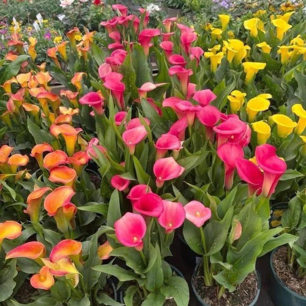 Calla Lily Bulbs for Planting, Mix 3 Large Bulbs, Vibrant Black, Flame, and Yellow Flowering Perennials for Sunny Patios and Cutting Gardens