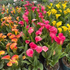 Calla Lily Bulbs for Planting, Mix 3 Large Bulbs, Vibrant Black, Flame, and Yellow Flowering Perennials for Sunny Patios and Cutting Gardens