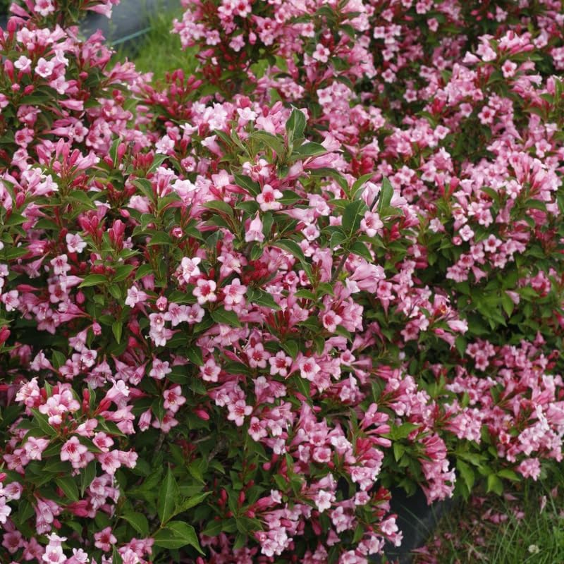 2 Pink Weigela Tree Live Plants | 1-2ft Bare Root Seedlings | Low Maintenance Flowering Deciduous Shrub | Established Root System for Outdoor Landscapes