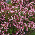 2 Pink Weigela Tree Live Plants | 1-2ft Bare Root Seedlings | Low Maintenance Flowering Deciduous Shrub | Established Root System for Outdoor Landscapes