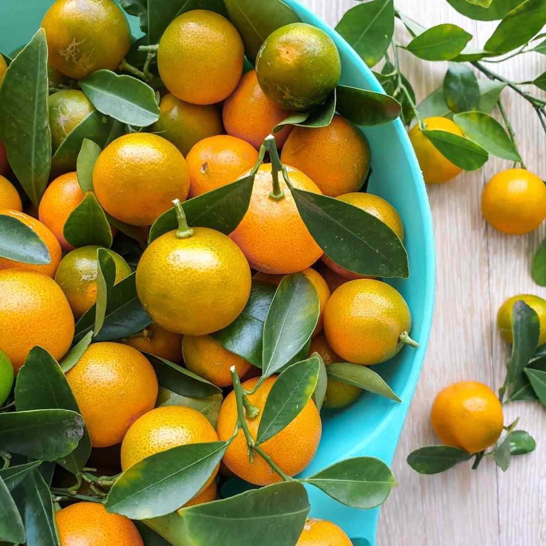 (No Ship to CA,HI,AK) Kishu Mandarin Oranges Tree Live Plant | 1 Gallon Live Potted Citrus Tree | Sweet Juicy Fruit for Cooking Juicing & Home Gardening