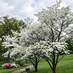 Kousa Japanese Dogwood Tree - Cornus Kousa in Quart Pot - 12-18" Tall, Live Tree for Pollinator Gardens and Patios