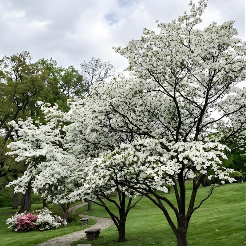 2 White Kousa Dogwood Tree, 12-18 Inch in Quart Pot, Low Maintenance Deciduous Tree, Vigorous Growth Habit with Vibrant Red Autumn Foliage