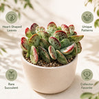 2 Dischidia Million Hearts Succulent Plants Live, 3" Pot, Hardy, Easy Care, Unique House Plant for Home, Office, and Balcony
