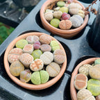 Lithops Large Random Mix Living Stones Succulent Plants Live | 10 Pcs Live Lithops Seedlings | Bare Root Without Pot or Soil, Suitable for Indoor or Outdoor Gardens & Office Use, Friend Plant Lovers