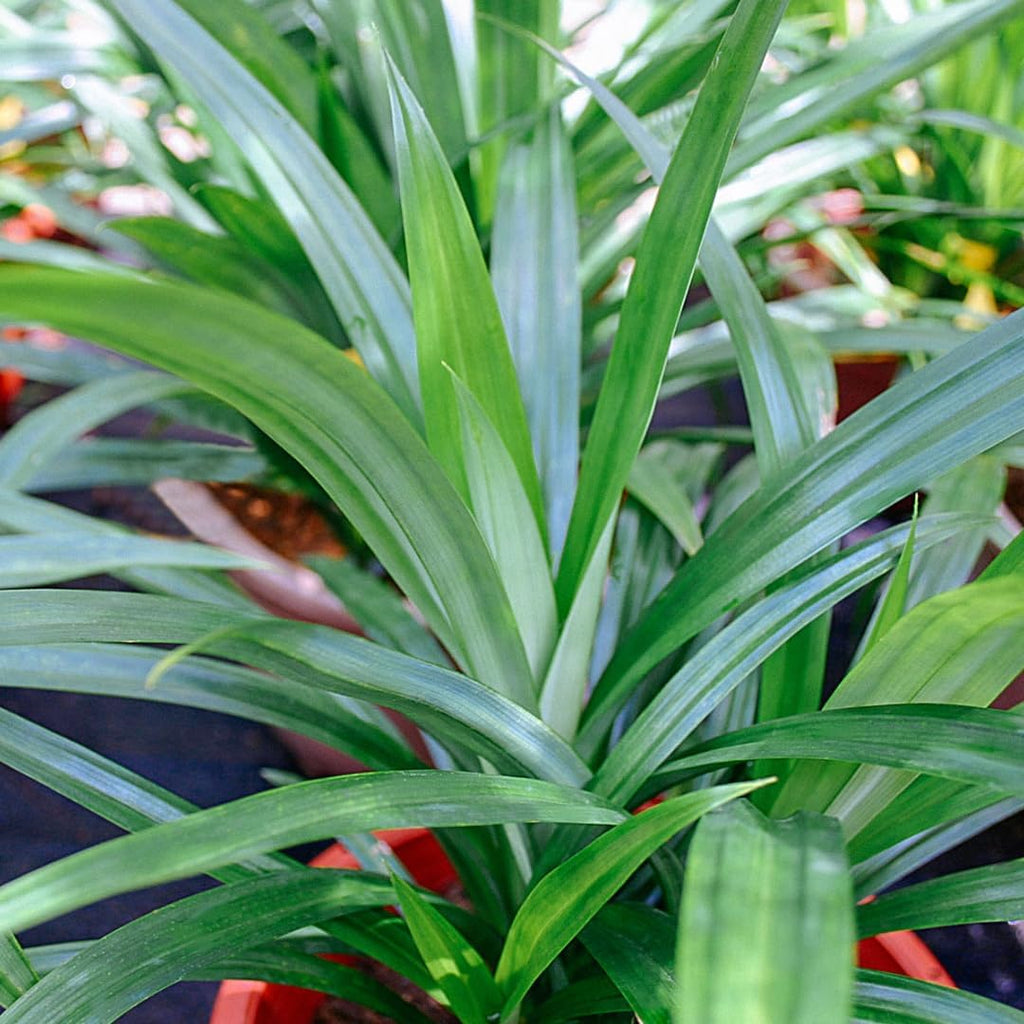 Pandan Plant Live Plants 1–2 Ft | Pandanus Amaryllifolius | Aromatic Leaf Plant for Asian Cooking, Tea, and Home Growing | No Ship to CA,HI,AK