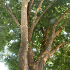 Ulmus parvifolia Chinese Elm Trees for Planting | Hardy Shade Tree for Outdoor Landscapes | Drought-Tolerant, Low-Maintenance Elm Tree | Live 6–12 Inch Starter Plant