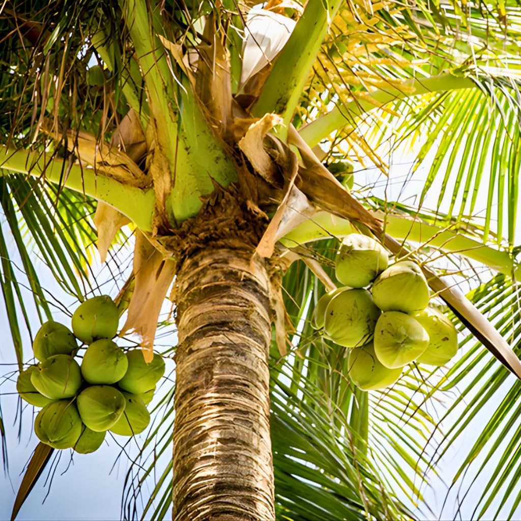 Green Coconut Tree Live Plants– 2.5–3 Ft Live Potted Tropical Fruit Plant | Compact Edible Coconut Tree for Patios, Balconies & Backyard Gardens | No Ship to CA,HI,AK