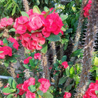2-Plant Set Pink Euphorbia Milii Live Plant | Crown of Thorns Houseplant | 4 to 8 Inch Tall, Easy to Grow Indoor or Outdoor Decorative Plant, Home Office, Patio Garden