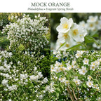 Mock Orange Plant, 4-6" Tall Shrub, Vigorous Deciduous Bush with Intoxicating Fragrance for Backyard Foundation Planting & Garden Borders