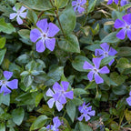 Vinca Minor Ground Cover Plants, Periwinkle Plants Live, 4 Inch Pot, Evergreen Groundcover Vine with Purple Flowers