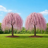 2 Weeping Cherry Tree Plant, 6-12 Inch Tall, Easy Care, Hardy Ornamental Flowering Cherry Tree, Ideal for Yard, Garden & Landscape