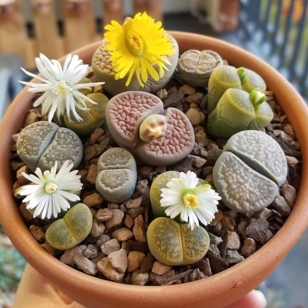 Pack of 10 Live Small Exotic Lithops Live Plants | Perfect for Lithops Starter, Great Terrarium Addition | Bare Root Without Soil or Pot, Easy to Grow and Ideal for Indoor/Outdoor Display