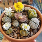 Pack of 10 Live Small Exotic Lithops Live Plants | Perfect for Lithops Starter, Great Terrarium Addition | Bare Root Without Soil or Pot, Easy to Grow and Ideal for Indoor/Outdoor Display