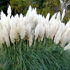White Pampas Grass Plants, Ornamental Grasses Live Plants Perennial, 4 Inch Tall, Low Maintenance Ornamental Perennial for Patios and Outdoor Spaces