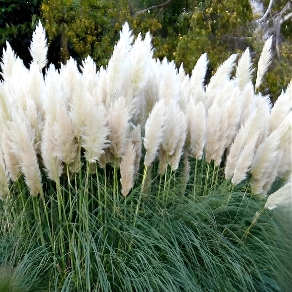 White Pampas Grass Plants, Ornamental Grasses Live Plants Perennial, 4 Inch Tall, Low Maintenance Ornamental Perennial for Patios and Outdoor Spaces