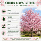 Autumnalis Cherry Tree Live Plant, 6-12 Inch Tall Starter Plant, Japanese Cherry Blossom Tree, Easy Care Flowering Tree for Planting Outdoors